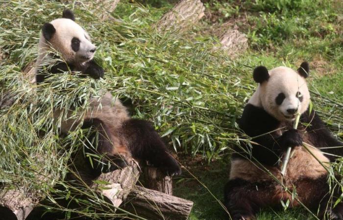 le « petit cadeau » du parc animalier aux visiteurs (vidéo)