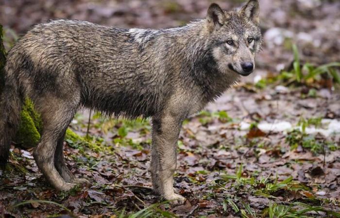 En colère, ils attachent le cadavre d’une génisse à la sous-préfecture