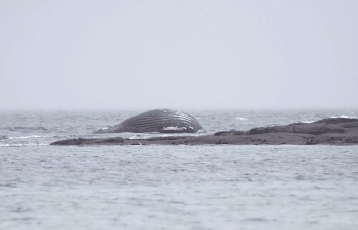 Une baleine à bosse morte échouée sur des rochers à Réville dans la Manche