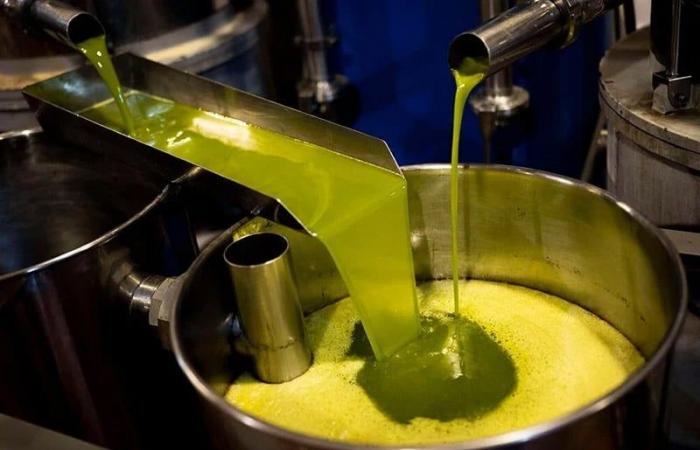 L’huile d’olive brésilienne au Maroc, une réponse stratégique à la hausse des prix