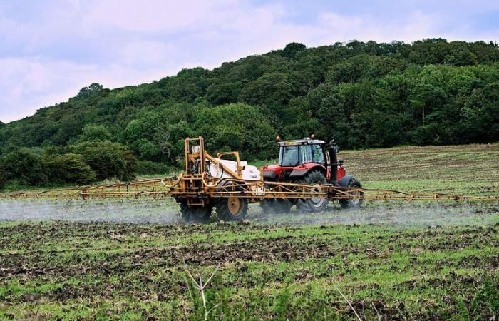 Quels sont ces nouveaux pesticides pointés du doigt dans les cas de cancer de la prostate, le plus fréquent chez l’homme ?