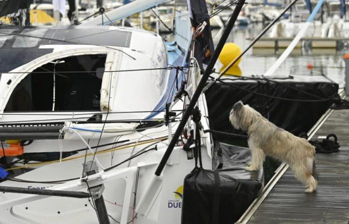 Sur le ponton du Vendée Globe, 11 chiens ont reçu une autorisation spéciale