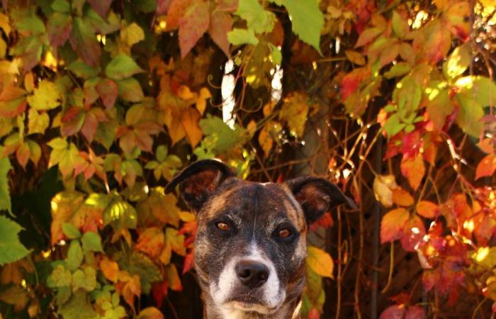 Coup de foudre au parc à chiens