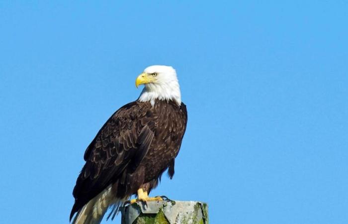 Premier cas humain de grippe aviaire identifié au Canada