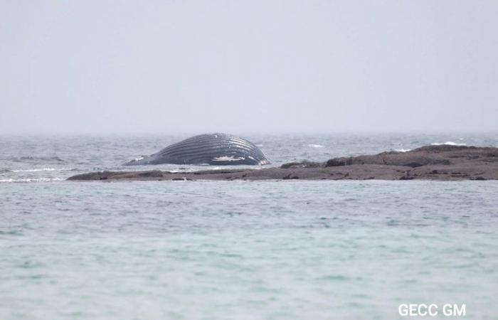 une baleine « qui pèse environ deux tonnes » s’échoue sur une plage française