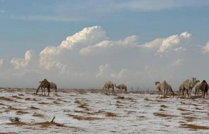 Chutes de neige exceptionnelles dans le désert d’Arabie Saoudite