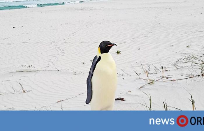 L’Australie s’interroge sur la disparition d’un pingouin