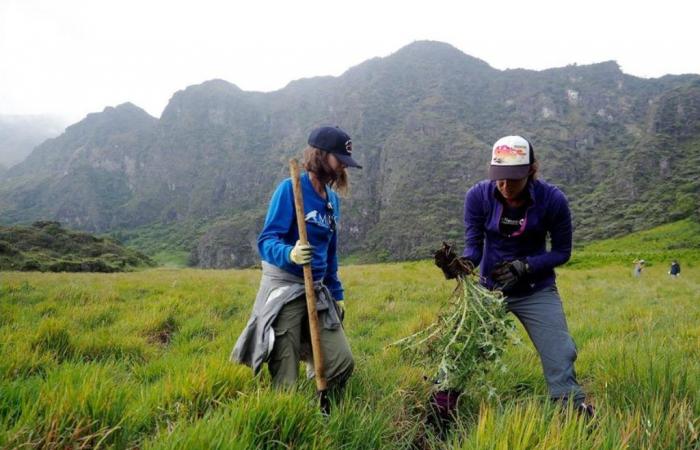 Bénévoles recherchés pour un voyage de service de randonnée dans le cratère Haleakalā à Maui : Kauai Now