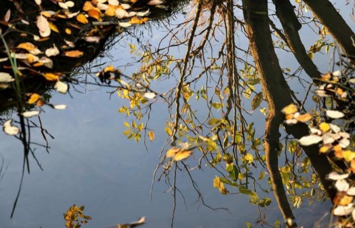 Bulletin météo. Quel temps fait-il ce lundi 11 novembre dans les Hauts-de-France ?