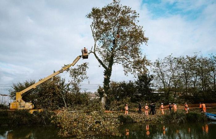 des dizaines d’arbres coupés sur le tracé de la LGV Toulouse-Bordeaux malgré les “écureuils”