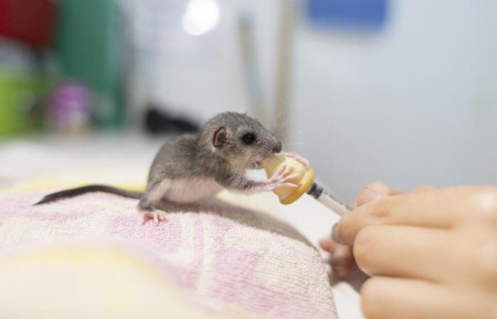 le bébé loir attrape le biberon et se redresse au Centre de sauvegarde de Charente Nature