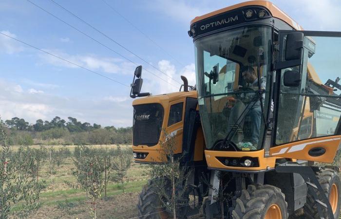 Oil’live Green lance sa première récolte d’olives à Berriac