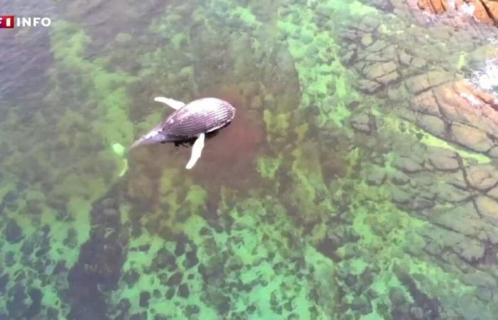 Une baleine morte de huit mètres s’échoue sur les côtes de la Manche