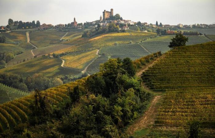 La truffe blanche, l’or de l’Italie menacé par les ravages du climat