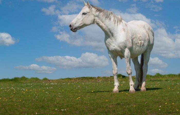 estimé à 30 000 euros, il a tué l’animal sur une propriété privée