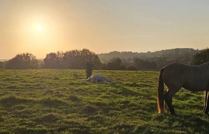 Une jument de concours tuée par un chasseur dans la Nièvre