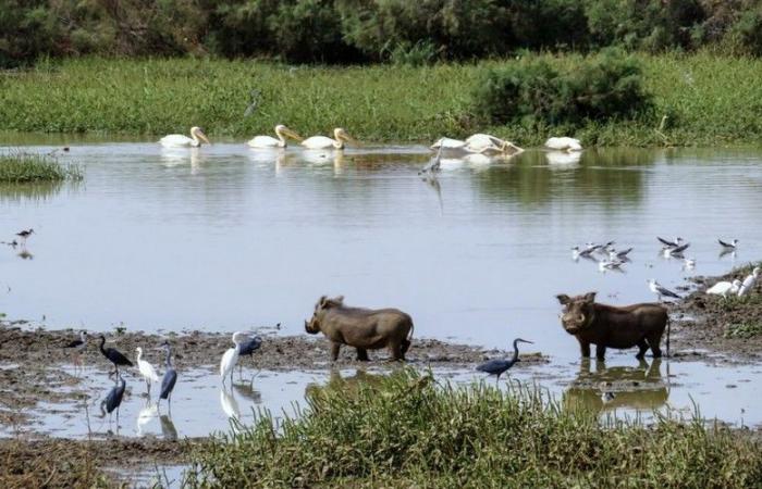 Des équipements d’une valeur de 40 millions FCFA offerts aux coopératives de femmes de la réserve de biosphère du delta du fleuve Sénégal – VivAfrik