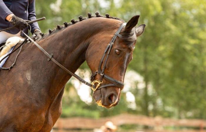 Une jument de concours abattue dans la Nièvre par un chasseur, une enquête ouverte