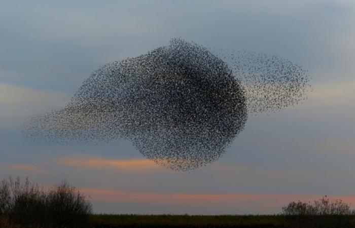 L’énigme des « murmurations », ces ballets aériens où dansent la vie et la mort