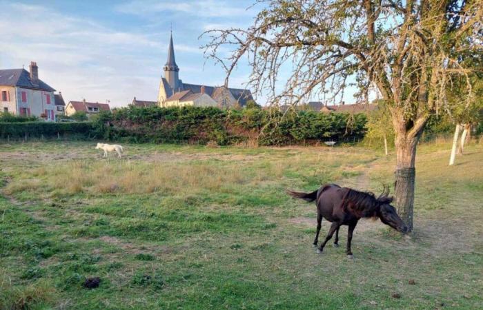 suivi d’une conférence avec le Parc Naturel du Perche