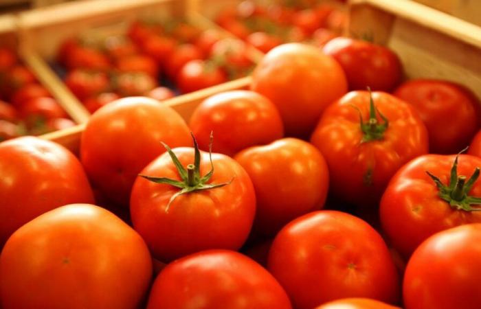 Les prix des tomates reviennent à la normale