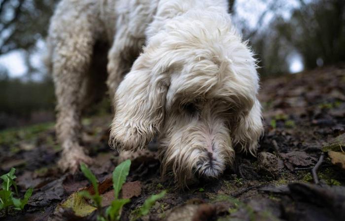 En Italie, la truffe blanche menacée par le climat