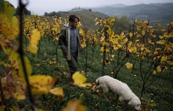 La truffe blanche, l’or de l’Italie menacé par les ravages du climat