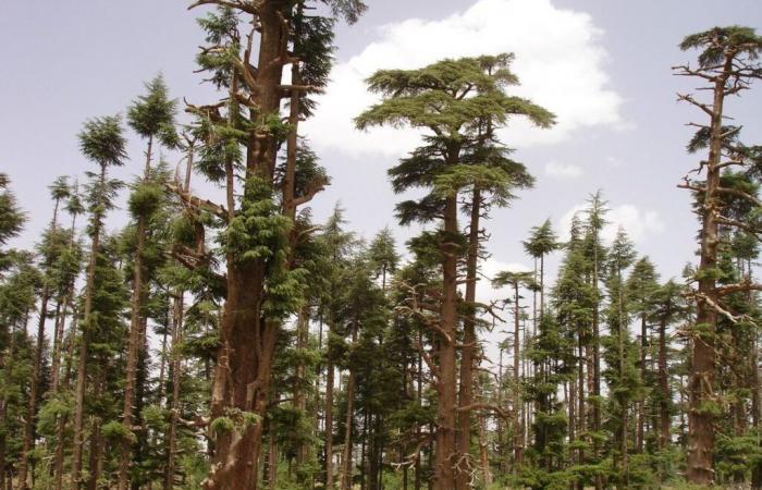 Les scientifiques se mobilisent pour la forêt de cèdres du Maroc [INTÉGRAL]