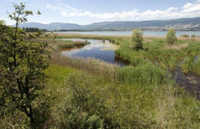 Un petit criquet menacé prospère dans la Grande Cariçaie