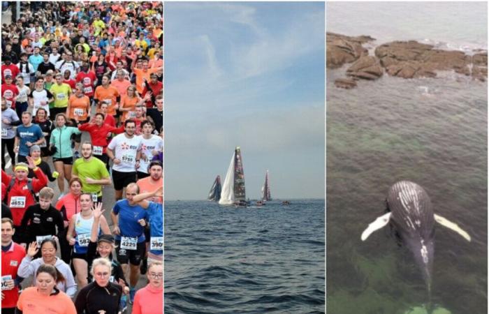 Foulées, Vendée Globe, baleine… Les 5 choses à retenir du week-end dans la Manche