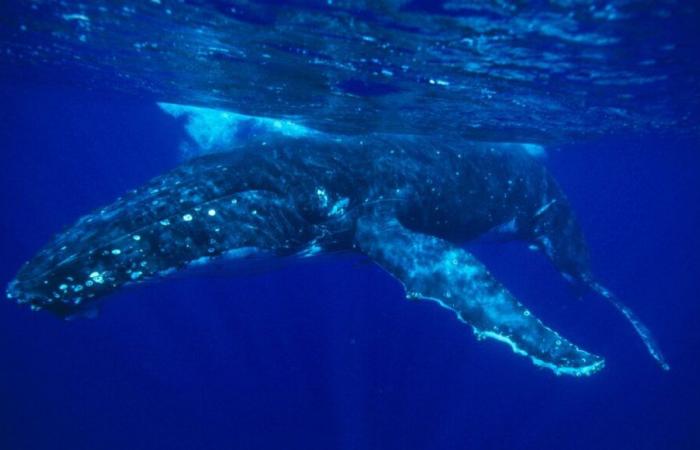 L’animal échoué dans le Cotentin ce dimanche est-il celui aperçu dans la Seine à la mi-octobre ?