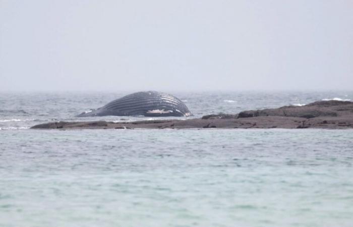 une baleine à bosse sans vie retrouvée échouée au large de Réville