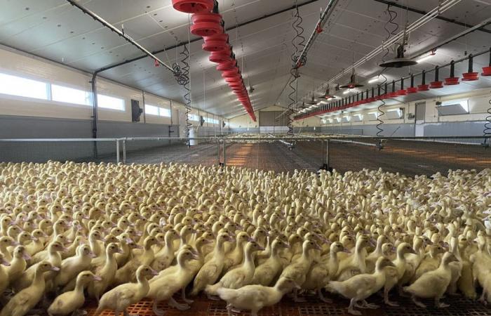 « Nous avons peur ! » Les éleveurs contraints de confiner leurs volailles face à une résurgence de la grippe aviaire