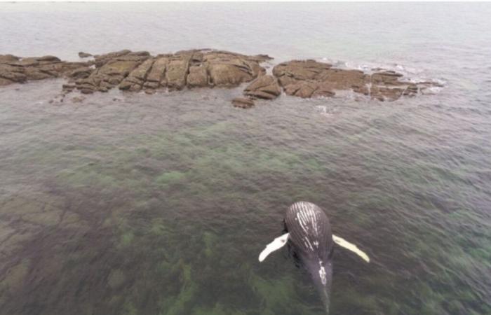 Ce que l’on sait de la baleine échouée dans le Val de Saire