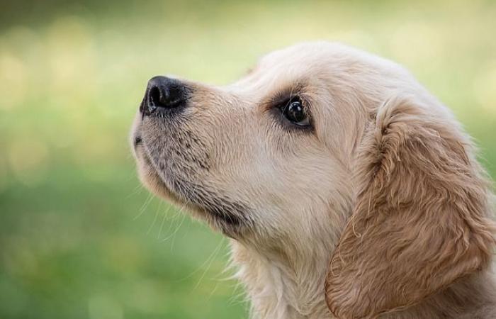 quel nom H pour un chien ?