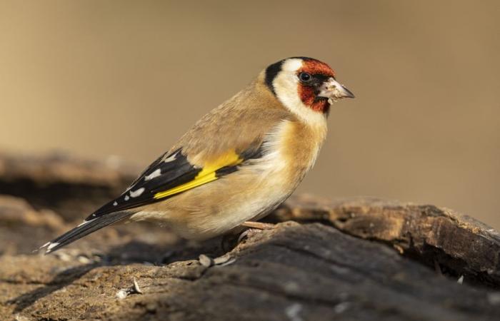 Il a piégé des oiseaux protégés avec de la colle, le braconnier est tombé dans les filets de la police environnementale