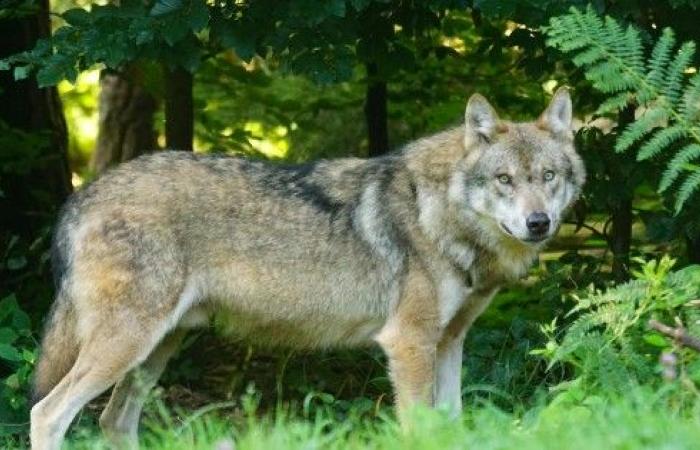 Loup, tu es là ? Un loup en Gironde !