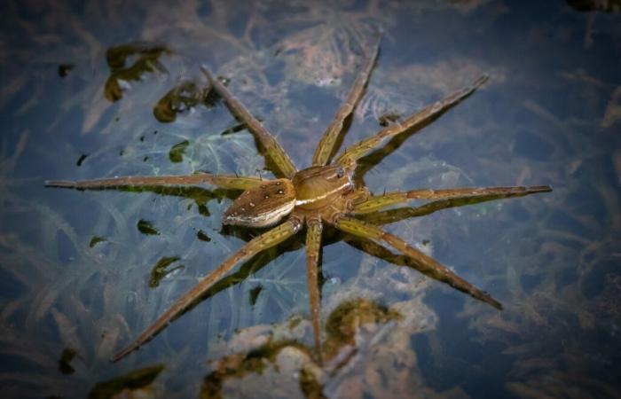 Quelle est cette araignée géante, élevée dans un zoo, qui prospère au Royaume-Uni ?