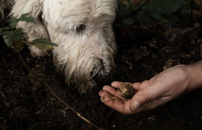 La truffe blanche, l’or de l’Italie menacé par les ravages du climat