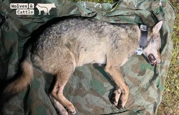 Une louve capturée dans le massif du Jura et équipée d’un collier GPS dans le cadre d’un projet de recherche suisse