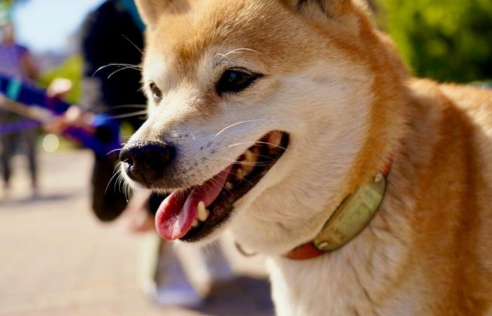 Que se passe-t-il avec Dogecoin Rival Shiba Inu (SHIB) ?