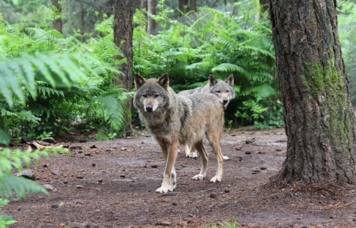 Dans le Finistère, le loup possède un musée unique en France