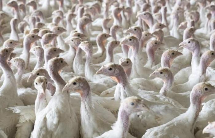 Grippe aviaire – La Côte-d’Or renforce ses mesures de prévention face à un risque élevé