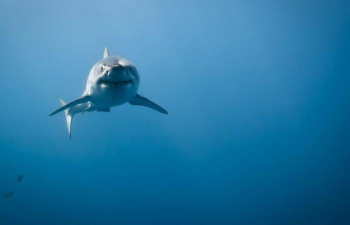 Les recherches sur les grands requins blancs du Golfe se poursuivent – ​​Portail des Îles de la Madeleine