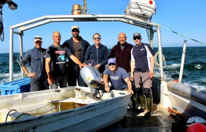 Les recherches sur les grands requins blancs du Golfe se poursuivent – ​​Portail des Îles de la Madeleine