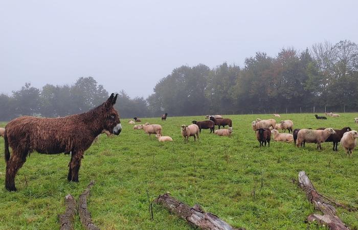 un atout protecteur contre les attaques des loups et des renards