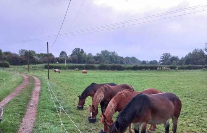 Accusé d’être éleveur de chevaux, l’ancien préfet de l’Orne réagit