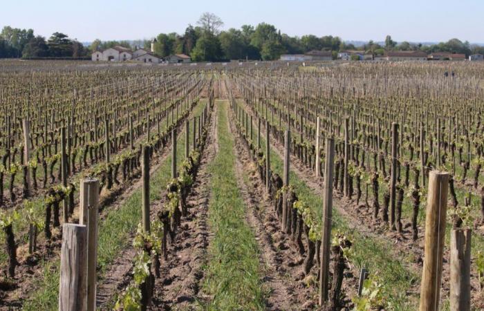 Une famille de vignerons contrainte de vendre ses terres à LVMH