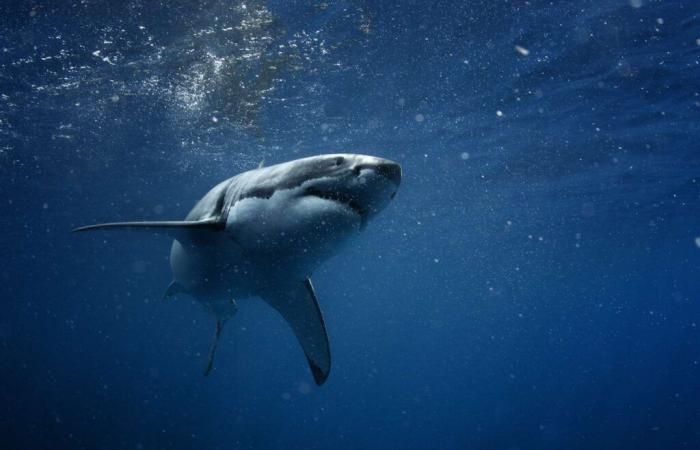 Des chercheurs ont trouvé la solution pour protéger les surfeurs des attaques de requins !