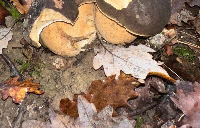 Les cèpes de novembre régalent les cueilleurs du Tarn-et-Garonne